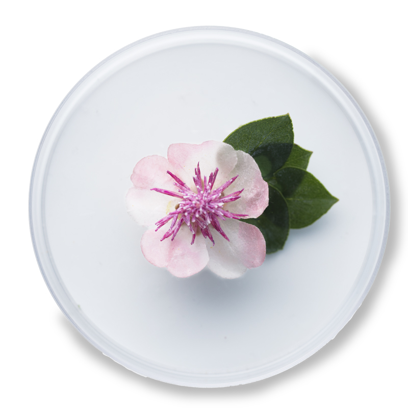 Marsh Mallow Root Extract
