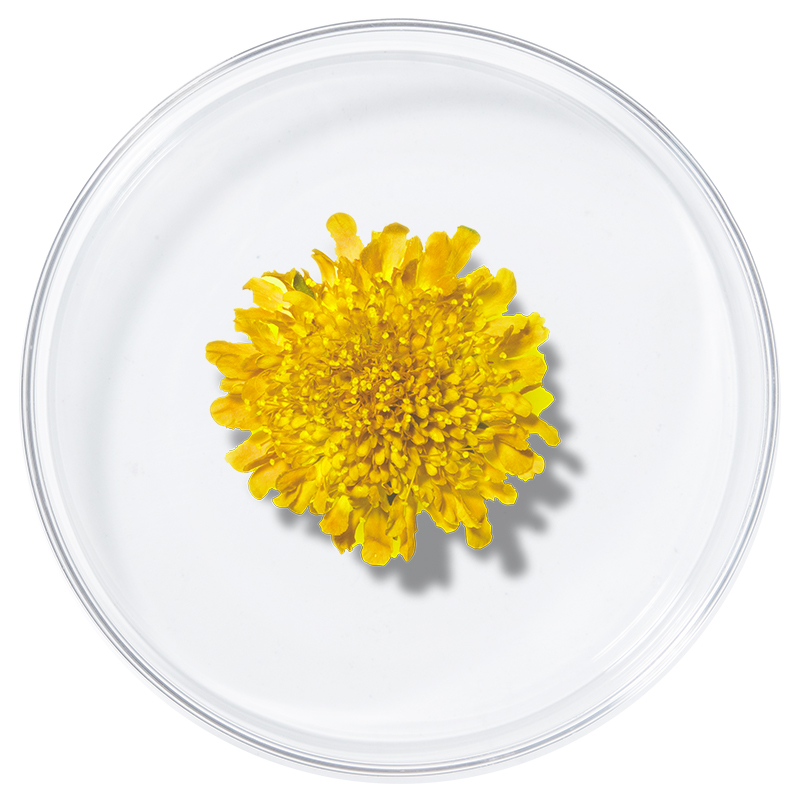 Acacia Extract