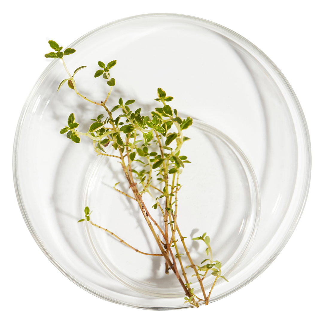 Lemon Thyme