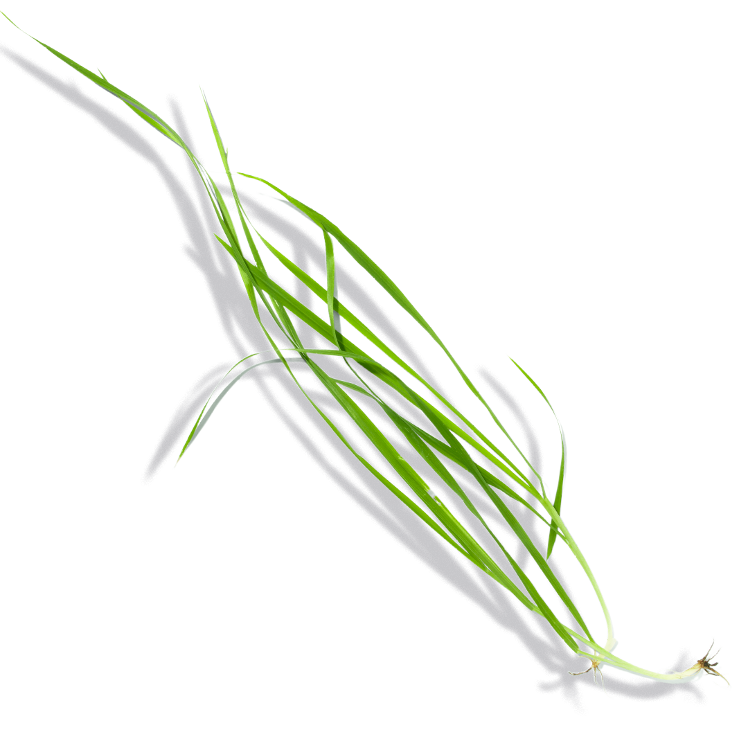 Lemon Grass
